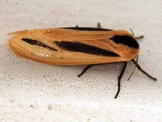 Eutelia tripartita - Behaarter Caterpillar